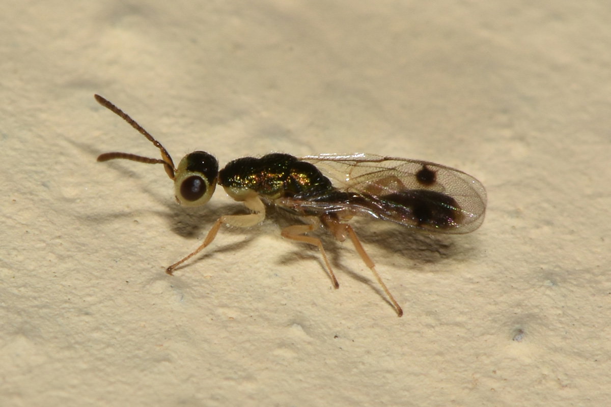 Hymenoptera?